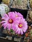 Preview: Mammillaria wilcoxii